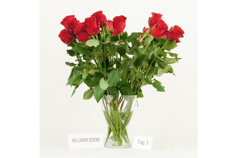 Der Rosenstrauß von Blume2000.de - Tag 1