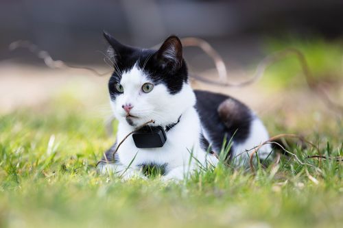 Katze mit GPS-Tracker
