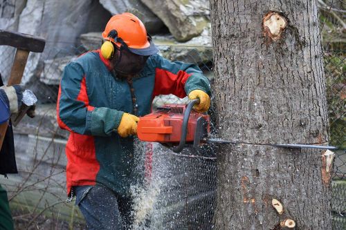 Holzfäller beim Sägen eines Baumes