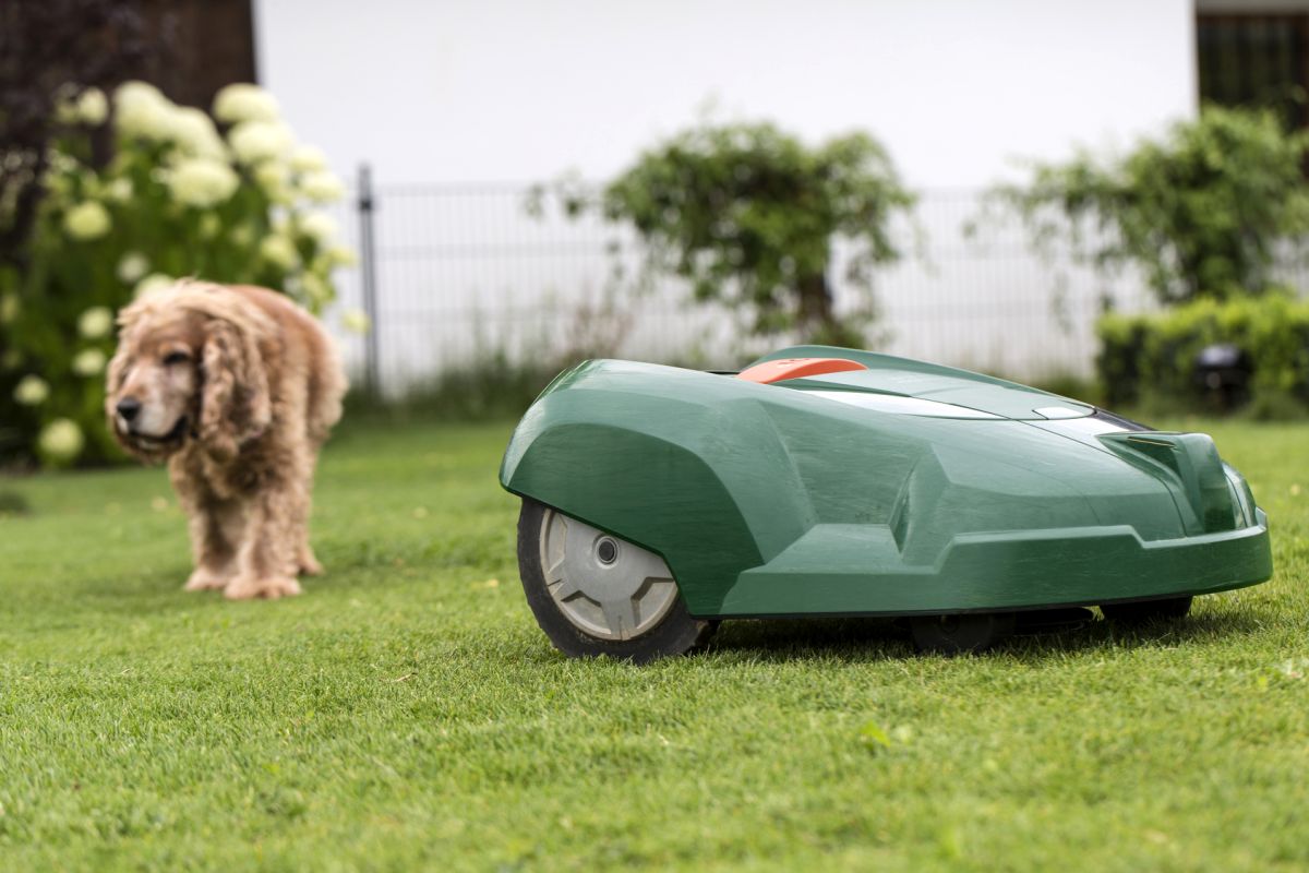 Hund und Mähroboter auf Rasen