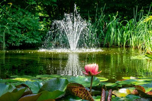 Teich im Garten mit Springbrunnen