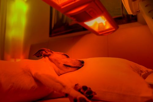 Hund unter Rotlichtlampe