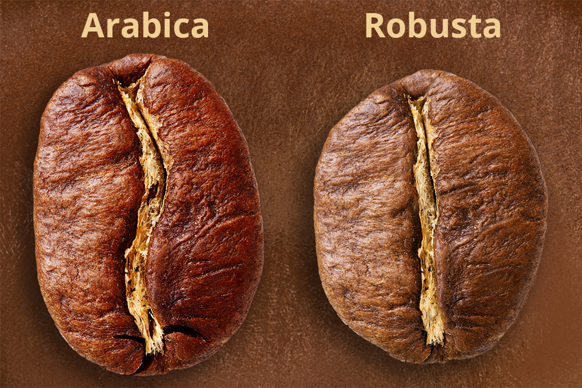 arabica und robista kaffeebohnen nebeneinander