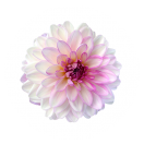 Dahlie Dahlie