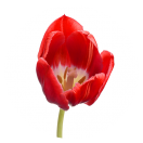 Tulpe