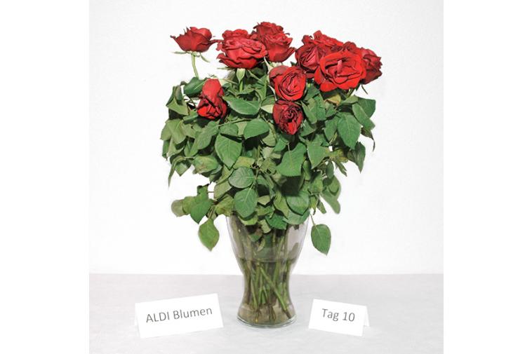 Rosenstrauß von ALDI Blumen - Tag 1