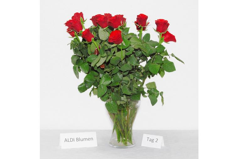 Rosenstrauß von ALDI Blumen - Tag 2