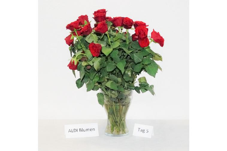 Rosenstrauß von ALDI Blumen - Tag 5
