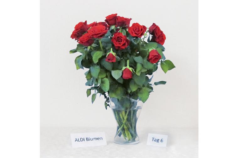 Rosenstrauß von ALDI Blumen - Tag 6