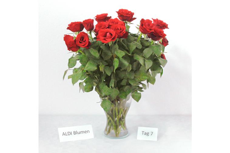 Rosenstrauß von ALDI Blumen - Tag 7