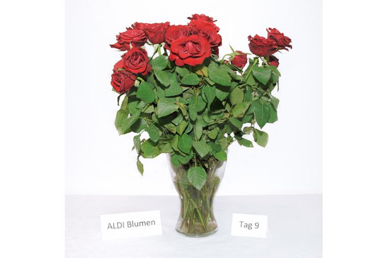 Rosenstrauß von ALDI Blumen - Tag 9
