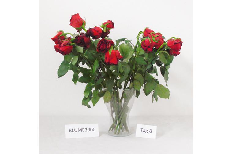 Der Rosenstrauß von Blume2000.de - Tag 8