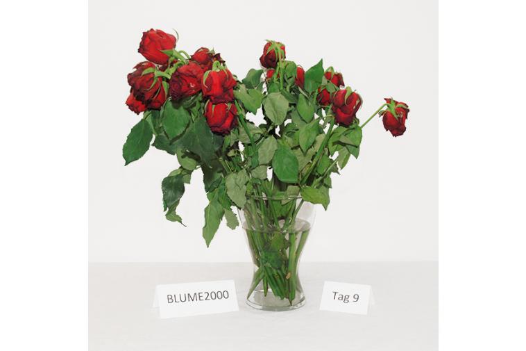 Der Rosenstrauß von Blume2000.de - Tag 9