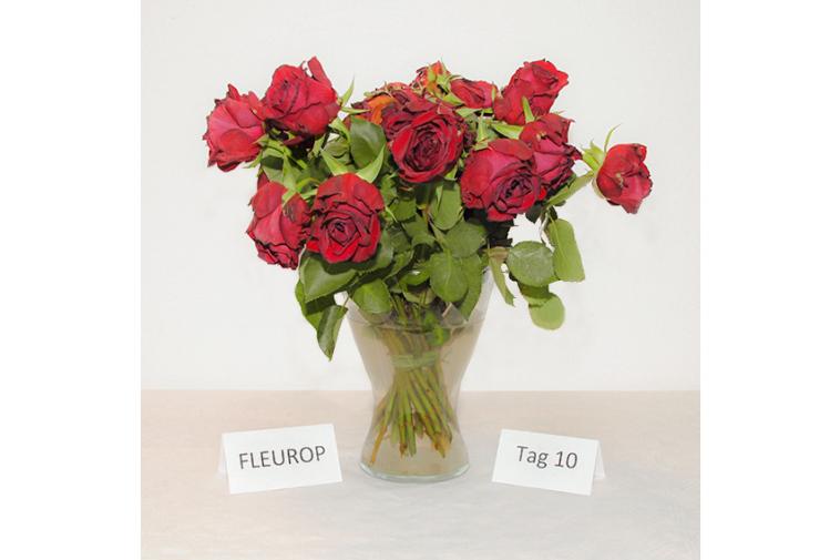 Der Rosenstrauß von Fleurop - Tag 1