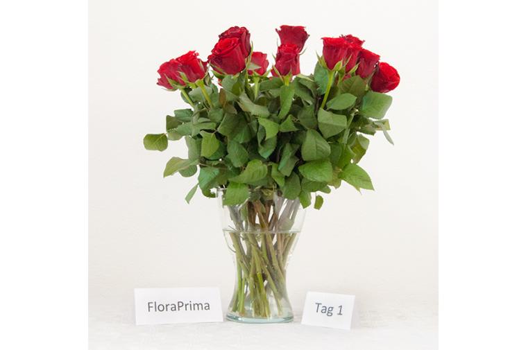 Der Rosenstrauß von FloraPrima - Tag 1