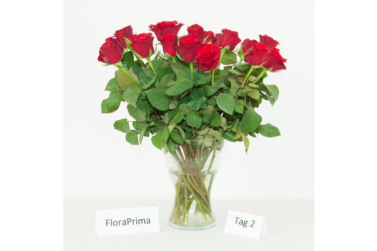 Der Rosenstrauß von FloraPrima - Tag 2
