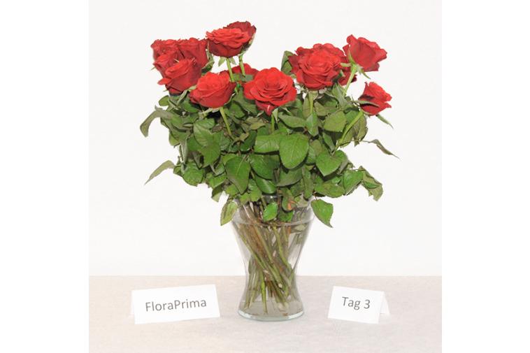 Der Rosenstrauß von FloraPrima - Tag 3