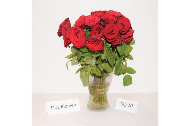Rosenstrauß von LIDL Blumen - Tag 1