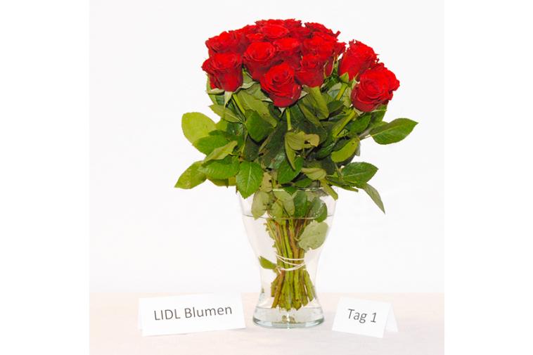 Rosenstrauß von LIDL Blumen - Tag 1