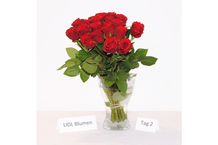 Rosenstrauß von LIDL Blumen - Tag 2