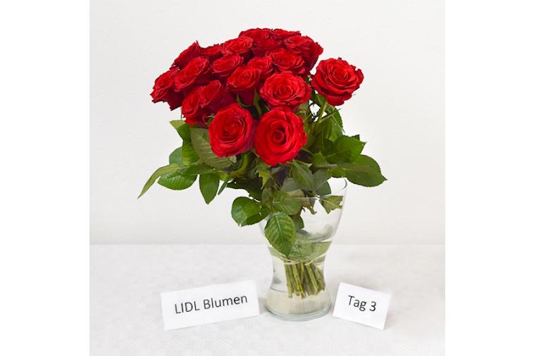 Rosenstrauß von LIDL Blumen - Tag 3