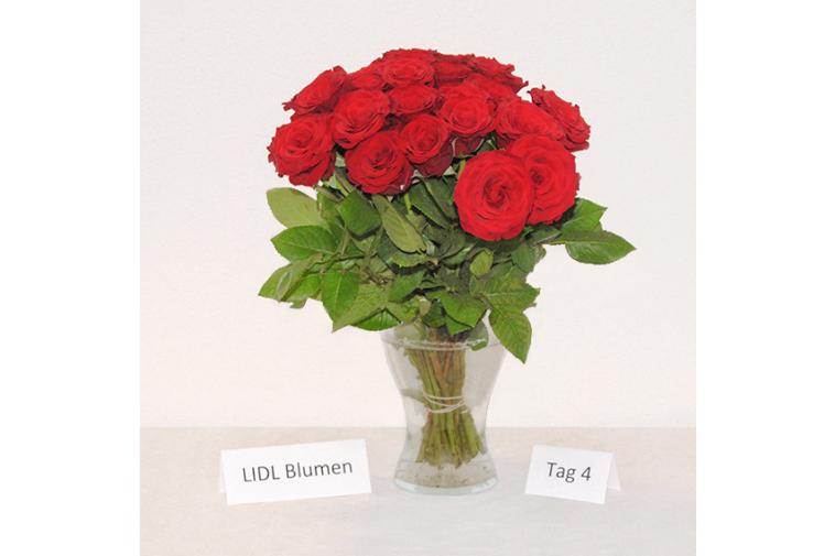 Rosenstrauß von LIDL Blumen - Tag 4