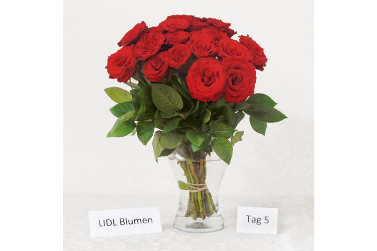 Rosenstrauß von LIDL Blumen - Tag 5