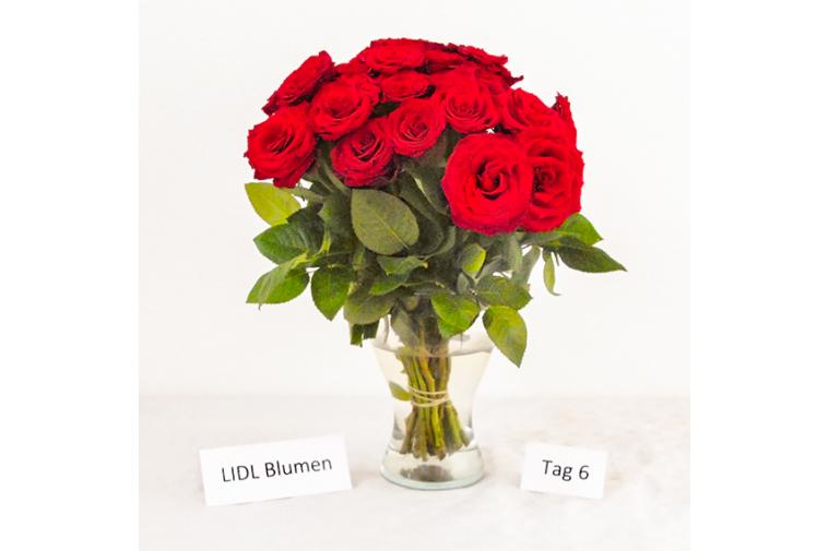Rosenstrauß von LIDL Blumen - Tag 6