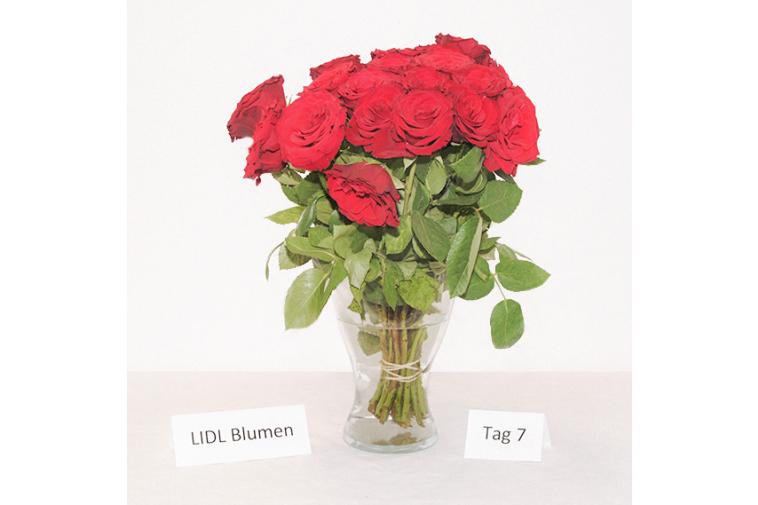 Rosenstrauß von LIDL Blumen - Tag 7