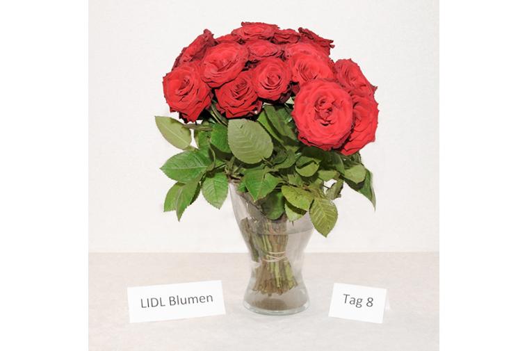 Rosenstrauß von LIDL Blumen - Tag 8