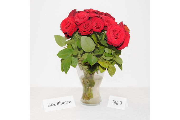 Rosenstrauß von LIDL Blumen - Tag 9