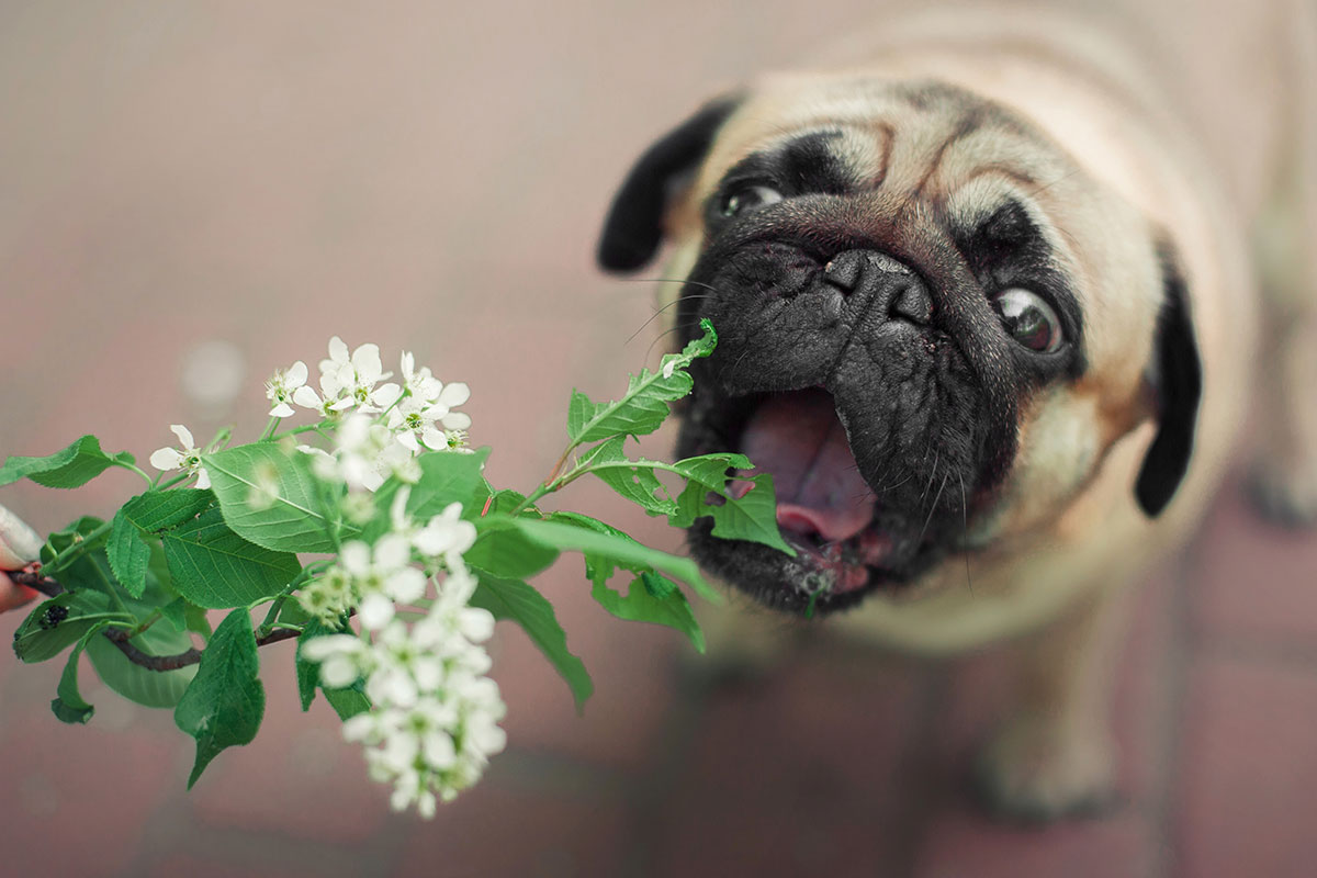 Achtung  giftig  diese Pflanzen sollten Hunde meiden