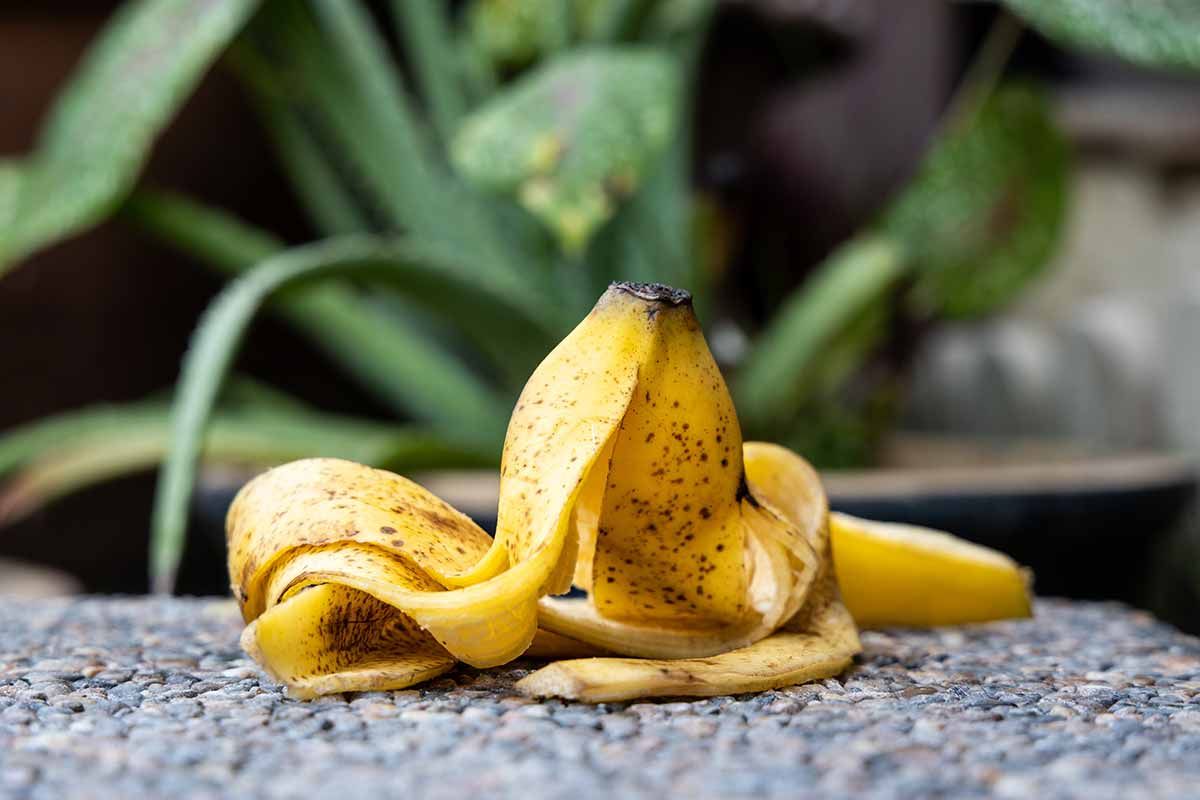 Bananenschalen locken Fruchtfliegen an