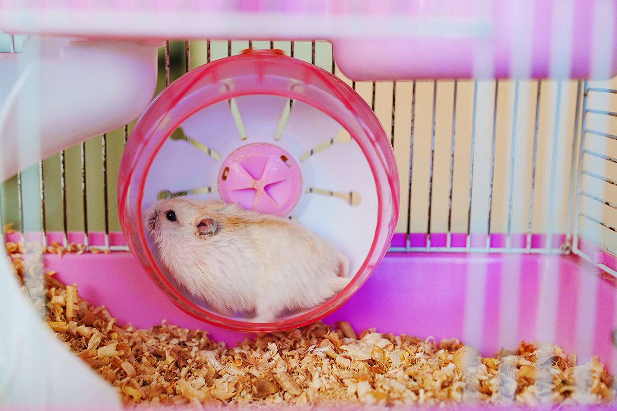 Hamster in Rad