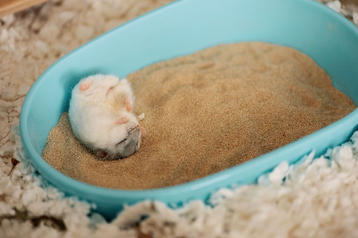 Hamster in Sand