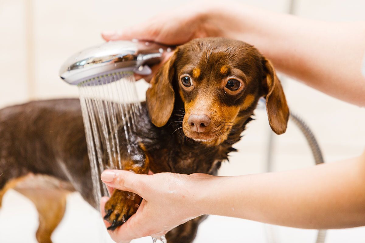 Person wäscht Pfote eines kleinen Hundes mit Duschkopf ab