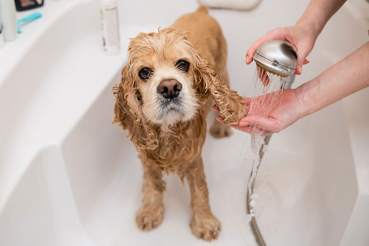 Wie bade ich meinen Hund?