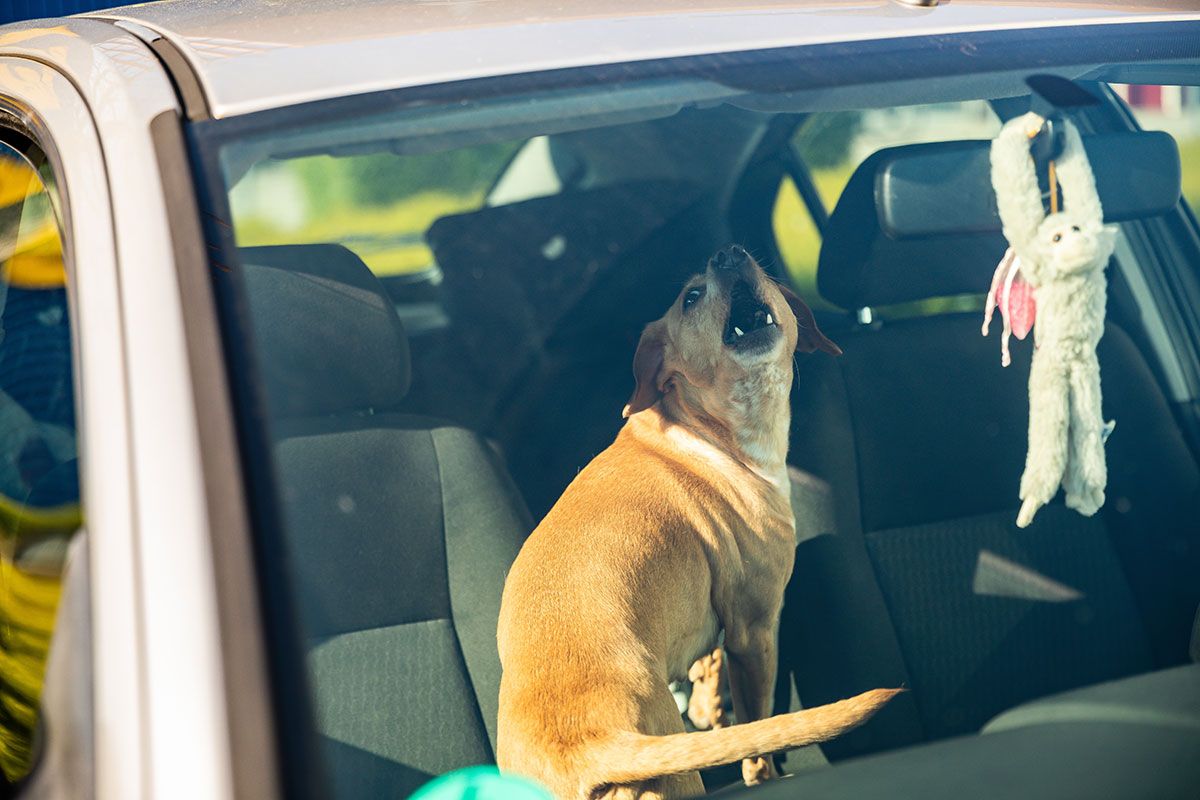 hund bellt bei hitze im auto