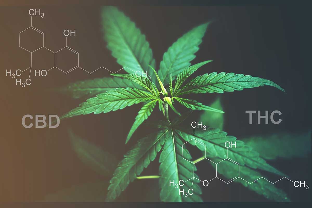 Marihuana-Pflanze mit chemischen Formeln