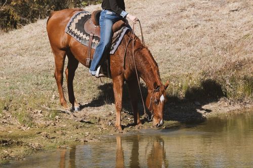 Pferd trinkt am Ufer