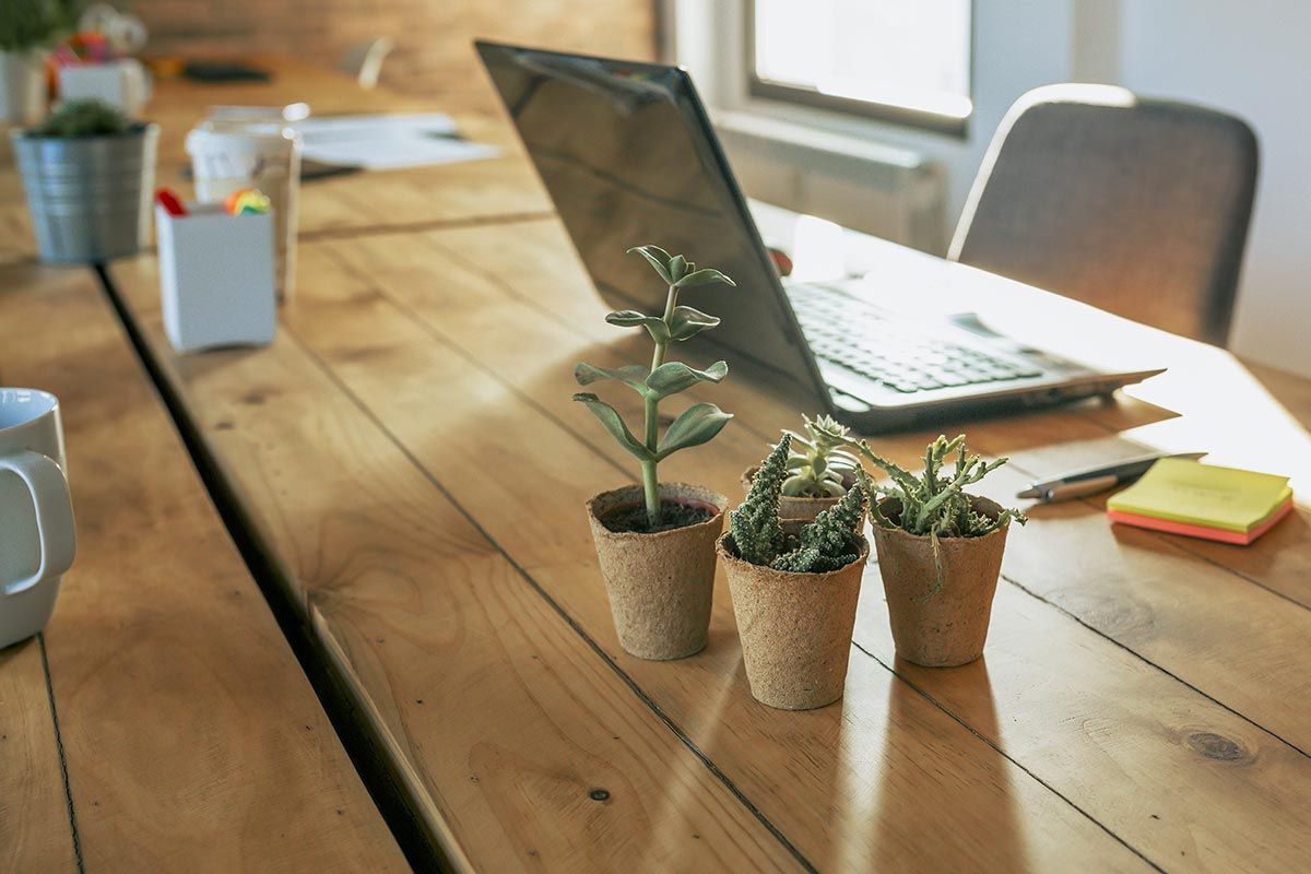 Kleine Topfpflanze auf Holztisch mit Laptop, Tassen und Stiften