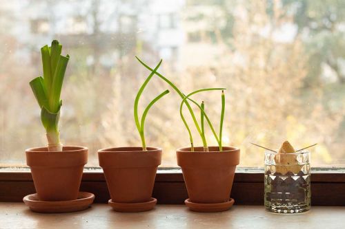 Pflanzen auf Fensterbank