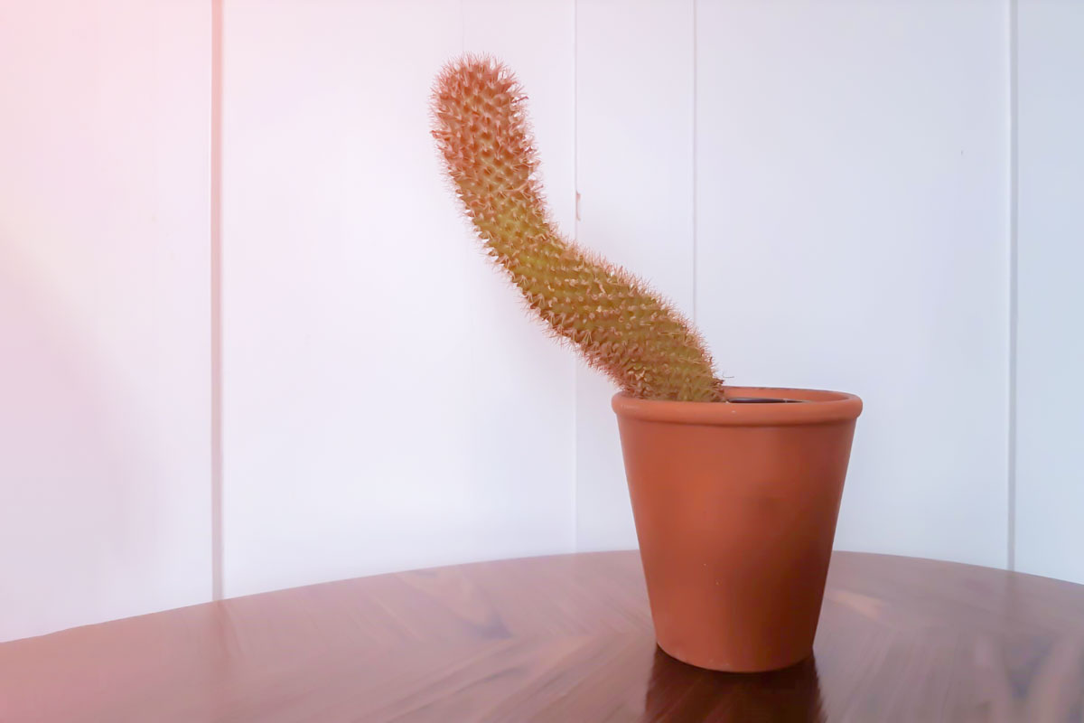 Die Zimmerpflanze wächst schief – woran liegt das?