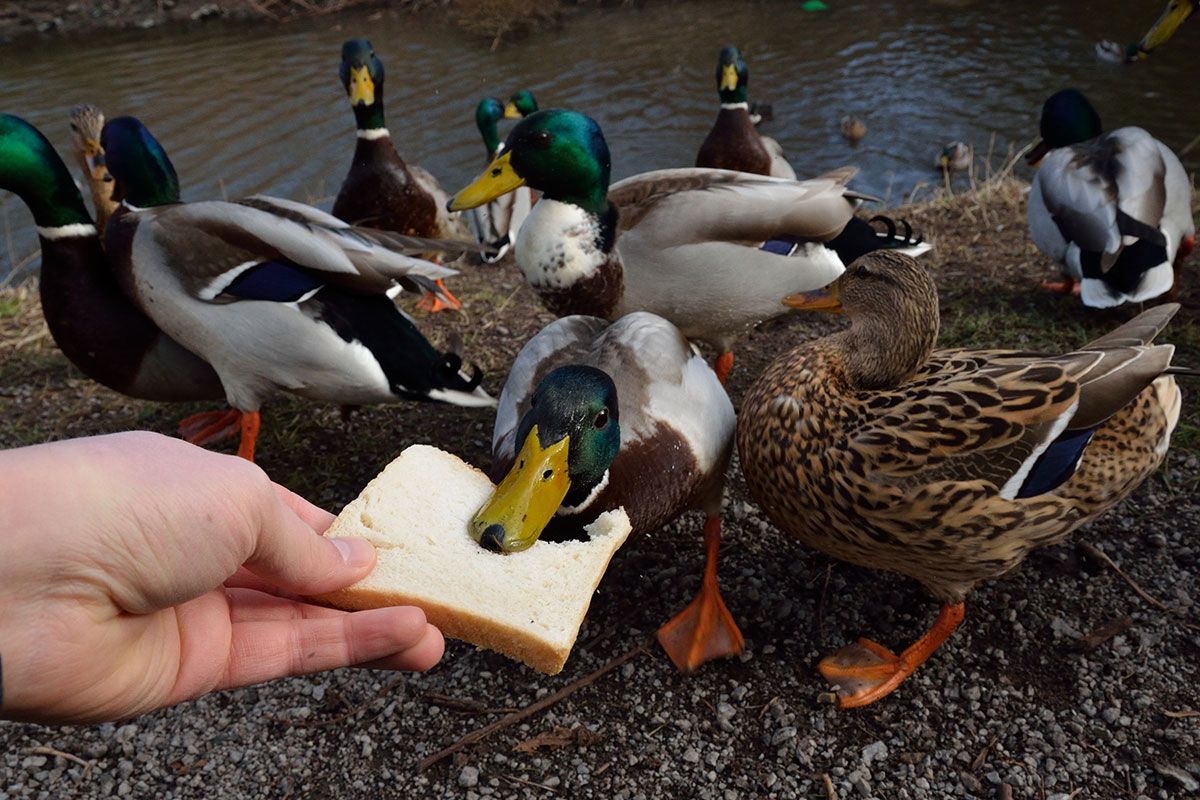Ente wird mit Toast gefuettert