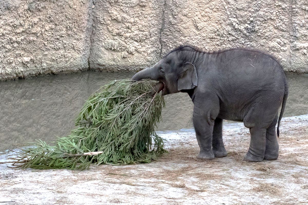 elefant im zoo bekommt weihnachtsbaum zum spielen und fressen