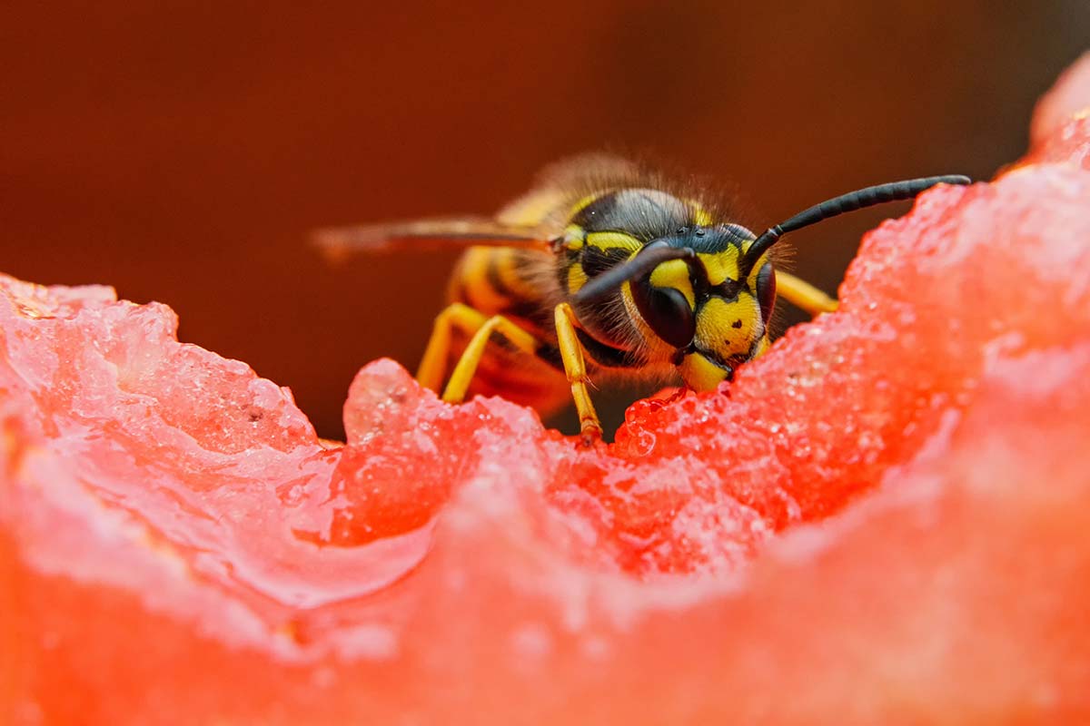 Wespen vertreiben: Diese Mittel helfen
