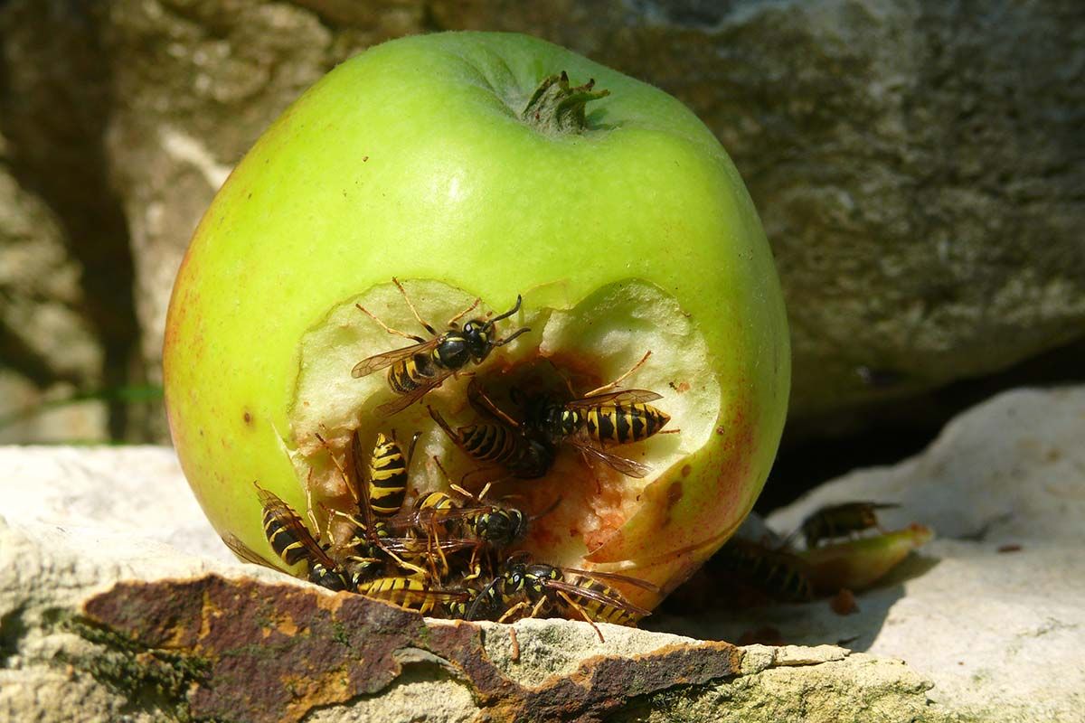 Wespen fressen sich in Apfel