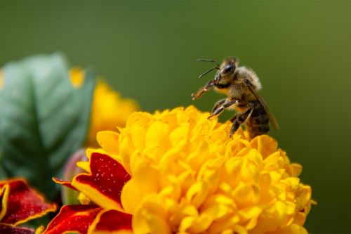 Biene sitzt auf Blume