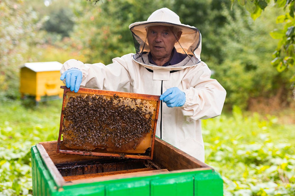 Imker zieht Bienenwabe aus Bienenstock
