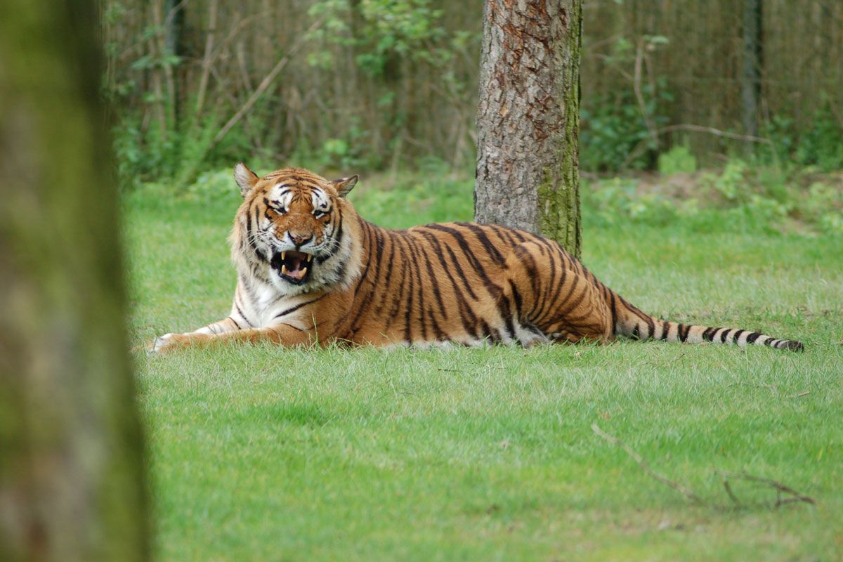 Tiger im Freien